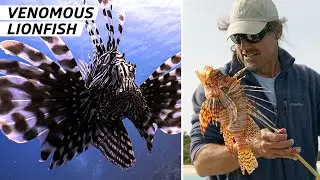 How Bermuda Fishermen Are Leading the Fight Against Venomous Lionfish — Vendors