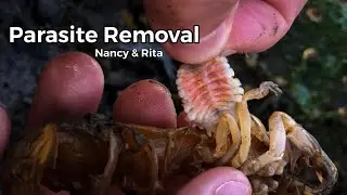 Parasite Removal from Nancy and Rita the Shrimp 