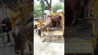 sirajgonj kandapara gorur haat tiktok video