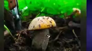 Третий ПОДОСИК пошёл 😊