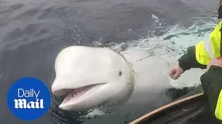 Norway fisherman removes tight harness from beluga whale