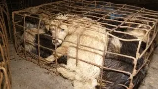 End the Dog Torture Festival