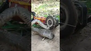 Snake Trap using Axe &hole   Amazing Quick Snake Trap