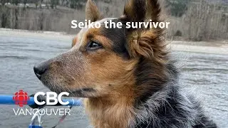 Seiko the dog survives Chilcotin river landslide