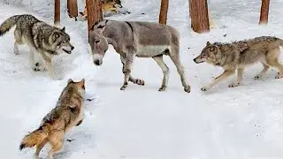 Эти Животные Связались Не с Тем Ослом... Хищники, которые Явно Ошиблись с Жертвой