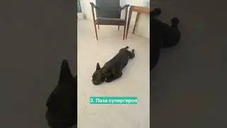 Что означают позы собак во сне?