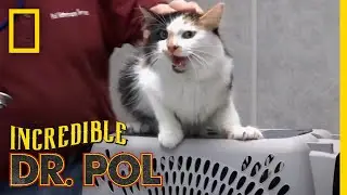 An Angry Cat Gets Vaccinated | The Incredible Dr. Pol