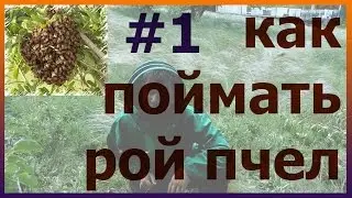 Как поймать пчелиный рой. Первая серия. Как поймать пчел.