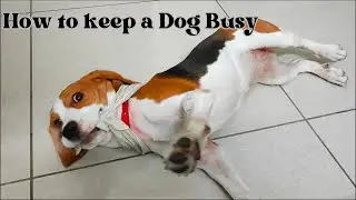 Best method to entertain an Energized Puppy - How to keep a Dog Busy - Beagle Puppy Video 