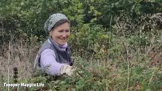 НЕ СНОХА ОНА МНЕ❗ Осень в разгаре🍁 Сбор грибов, ягод шиповника 2 сентября 2023