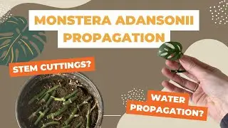 How to Propagate a Monstera adansonii - Which way is best?