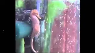 Роды Морского КОНЯ в Аквариуме