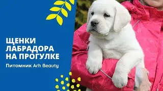 Щенки лабрадора Arh Beauty Griffin and Gandalf