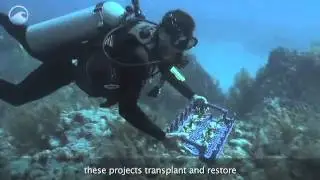 NOAA Ocean Today video: 'Restoring Coral Reefs'