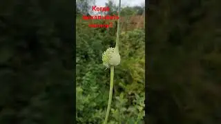 3 признака, что пора выкапывать чеснок/