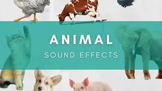 Multiple Animal Sound Effects - Free Download