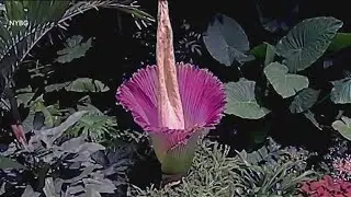 Corpse flower ready to bloom at New York Botanical Garden