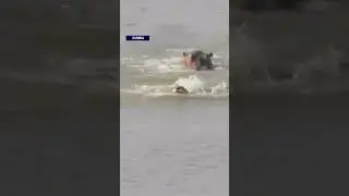 Lion Swims For It Life After Being Chased By Hippopotamus