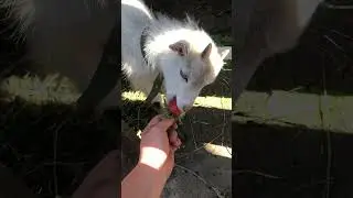 Клубника для козочки #рецепт #еда #cute #animals #вкусно #farming #пп #food