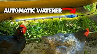 How to Install a DIY Automatic Watering System for Chickens