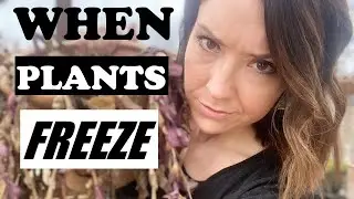 What To Do When Plants FREEZE❄️ | 3 Things to Try!