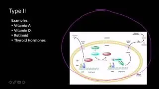 Steroid hormone receptors