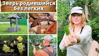 Зверь, родившийся без легких. Уссурийский когтистый тритон. Onychodactylus fischeri.