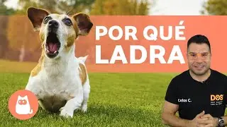 ¿Por qué mi PERRO LADRA A OTROS PERROS? 🐶⚡ Causas y Qué Hacer