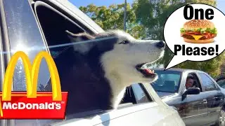 Meeka Orders Her OWN Food! (SPEAKS PERFECT!)