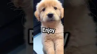 If You Bring Your Puppy in the Car | Wholesome Moments #13