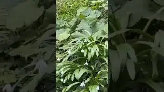 😱 ЭТО НЕВЕРОЯТНО! В Сочи расцвели подснежники 