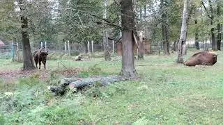 Зубры в Центральном зубровом питомнике.