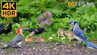 Cat TV for Cats to Watch 😺 Nonstop Chipmunks, Birds, Squirrels 🐿 8 Hours 4K HDR 60FPS