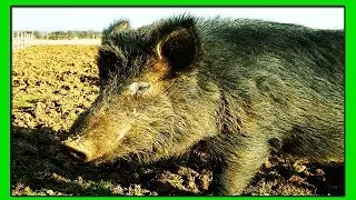 Свинья Кармал-Гибрид Вьетнамской Вислобрюхой Свиньи, Мангалицы и Корейской травоядной.