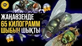 Жаңаөзенде 65 килограмм шыбын шықты  #жанаозен