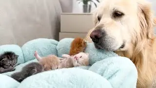 Tiny Kittens Protected by a Golden Retriever at all Times