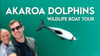 New Zealand VLOG - Finding the World's Smallest Dolphin / Akaroa Dolphins Boat Cruise