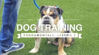 DOG TRAINING FUNDAMENTALS: LESSON 2 RECALL