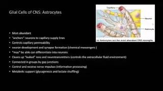 Neuroglial cells of the CNS and PNS