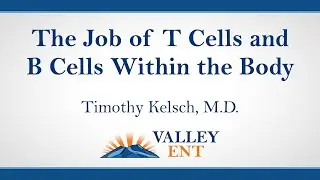 The Job of T Cells and B Cells Within the Body - Dr. Timothy Kelsch