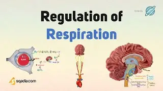 Regulation of Respiration | Nervous and Chemical Mechanism Physiology | TRAILER