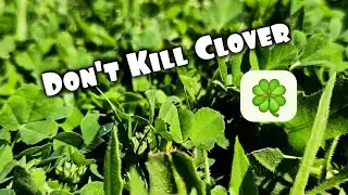 How To Kill Weeds But NOT Clover