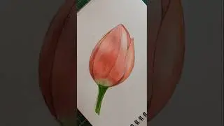 Tulip in Watercolor #watercolorflowerpainting #botanicalpainting #watercolortulip #botanicaldrawing