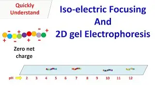 Isoelectric Focusing and 2D gel electrophoresis
