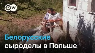 Как сыроделы из Беларуси открыли свой бизнес в Польше