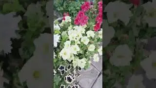19 июля 2024 г.