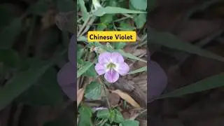 Asystasia gangetica/Chinese Violet | Flowers All Round The Year |No Care#shorts #shortsfeeds#flowers