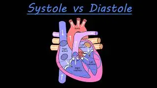 The difference between systole and diastole