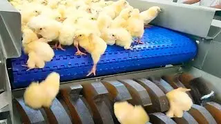 Inside Massive US Chicken Production Plant