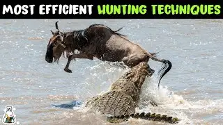 5 Most Efficient Hunting Techniques In The Animal Kingdom